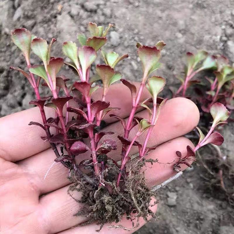 胭脂红景天小球玫瑰景天盆栽苗阳台庭院花境耐寒红叶地被