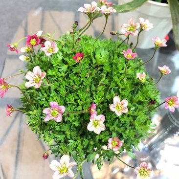 虎耳草开花室内植物白花精灵雪糕红花精灵多年生搭配植物花卉