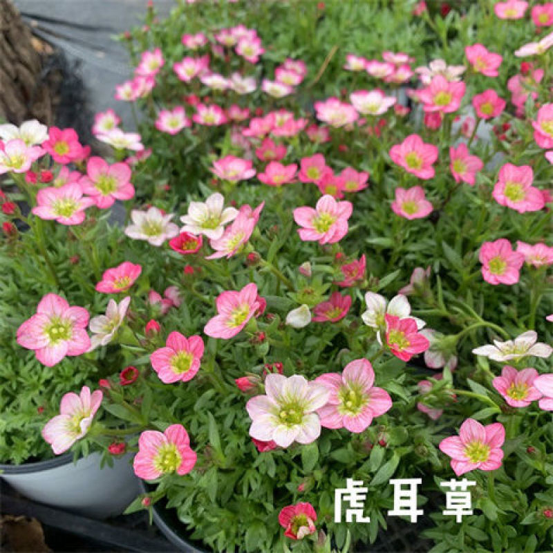 虎耳草开花室内植物白花精灵雪糕红花精灵多年生搭配植物花卉