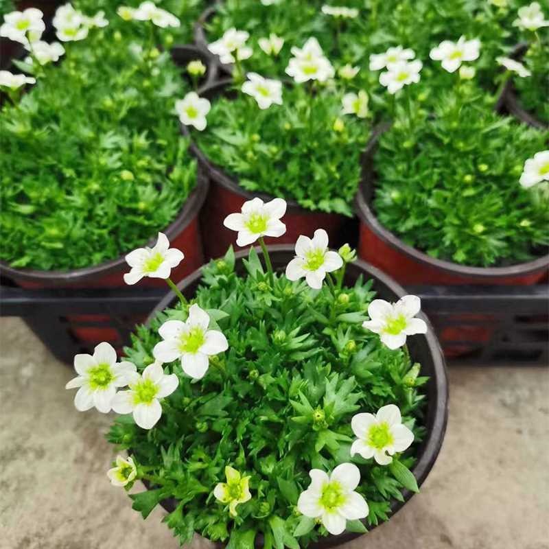 虎耳草开花室内植物白花精灵雪糕红花精灵多年生搭配植物花卉