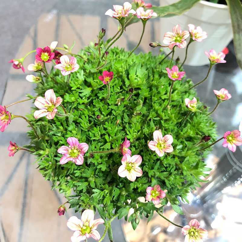 虎耳草开花室内植物白花精灵雪糕红花精灵多年生搭配植物花卉