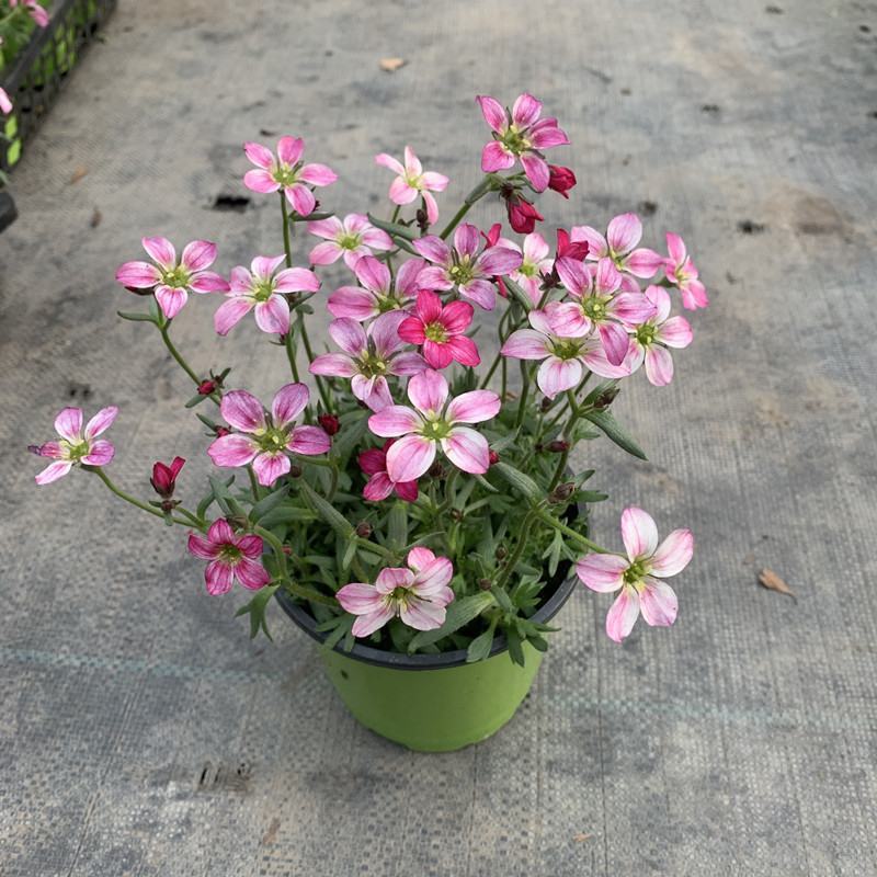 虎耳草开花室内植物白花精灵雪糕红花精灵多年生搭配植物花卉