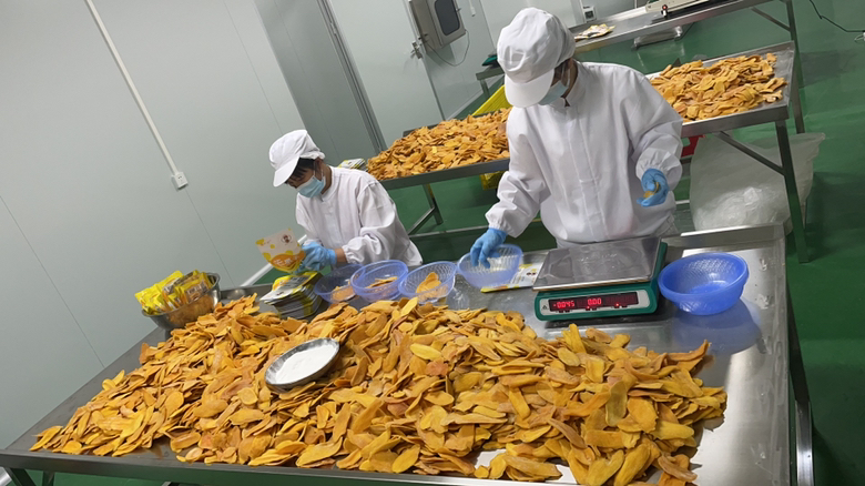 凯特芒果分拣包装现场