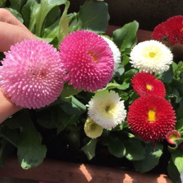 小雏菊种子四季种易活开花不断室内外花卉植物花种籽子