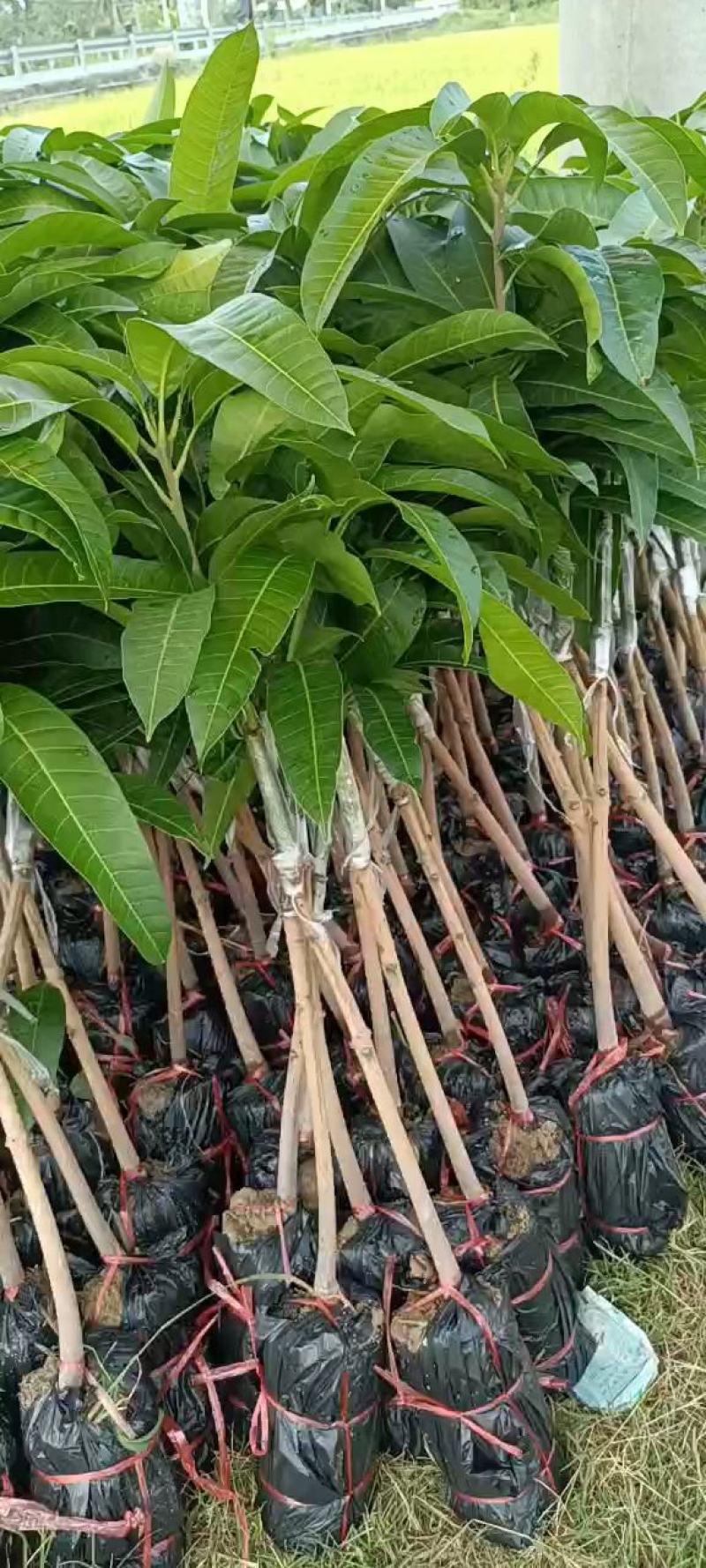 芒果树苗