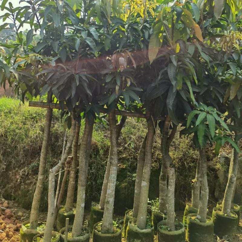 芒果树苗