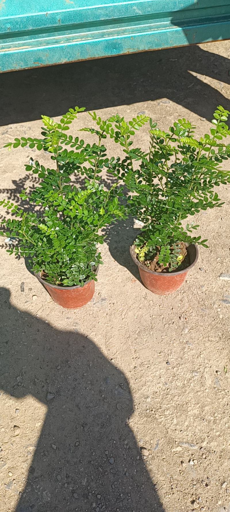 胡椒木，绿化苗木，观赏木，盆栽清香木