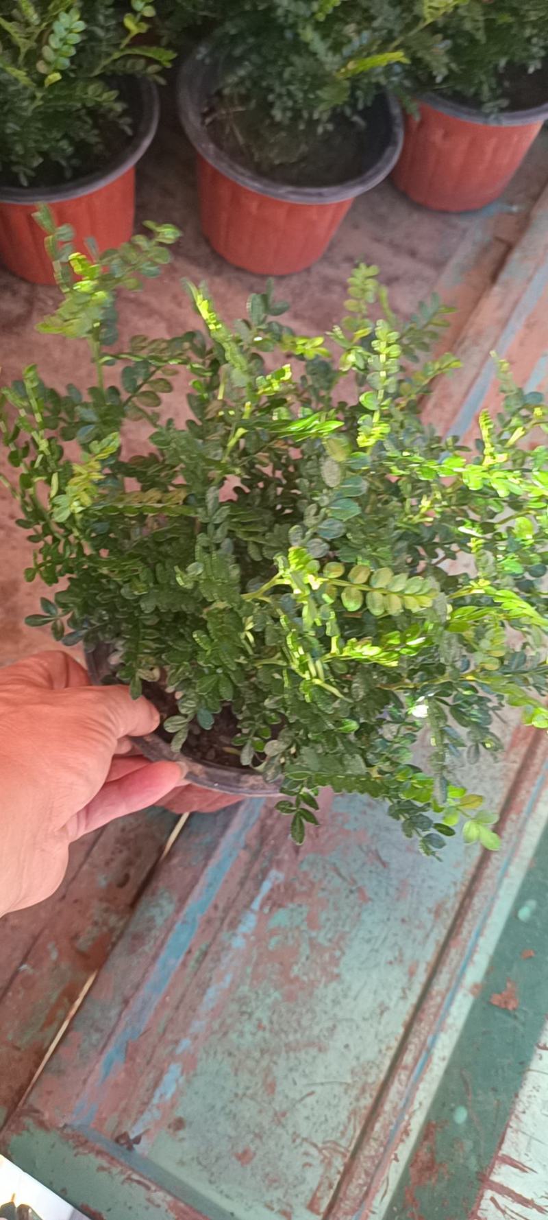 胡椒木，绿化苗木，观赏木，盆栽清香木