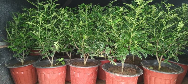 胡椒木，绿化苗木，观赏木，盆栽清香木
