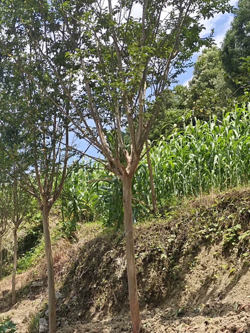 8公分精品紫薇，基地直销，树型优美，常年大量供应