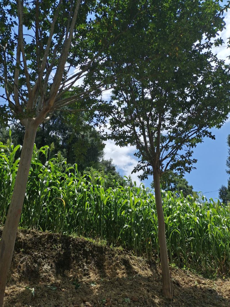 8公分精品紫薇，基地直销，树型优美，常年大量供应