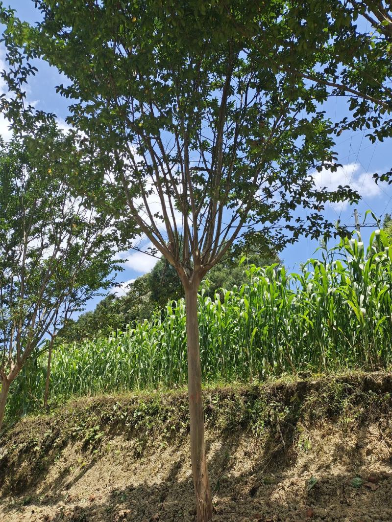 8公分精品紫薇，基地直销，树型优美，常年大量供应