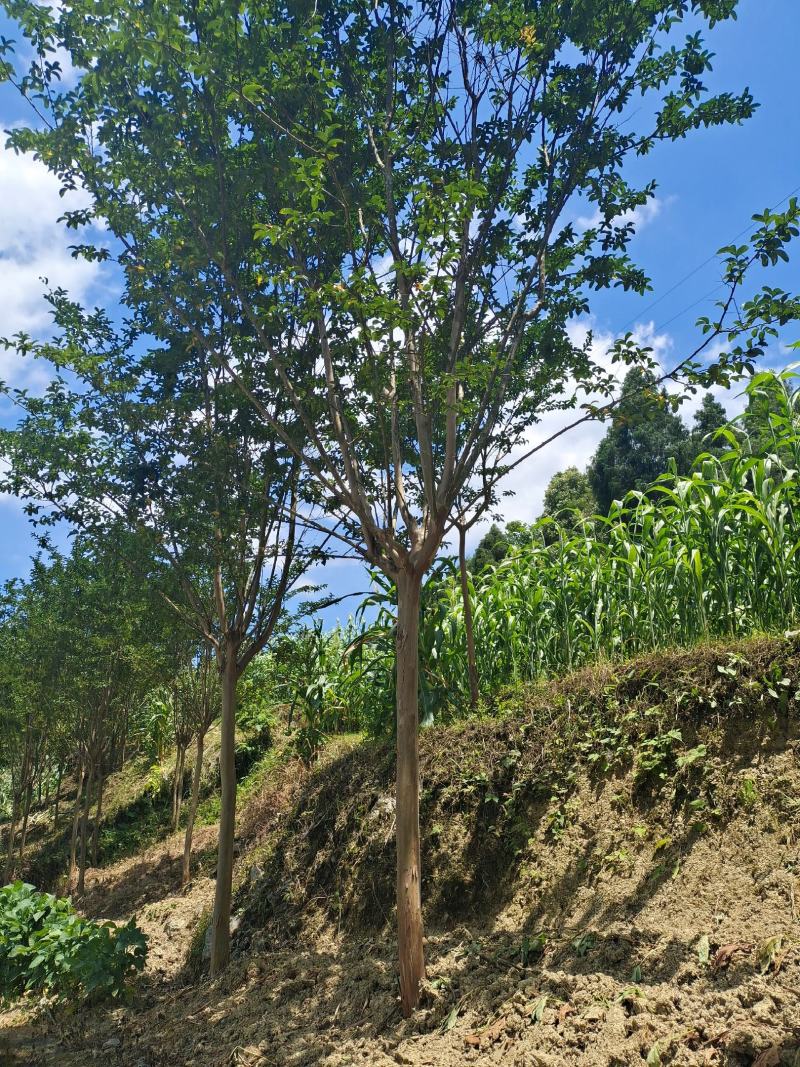 8公分精品紫薇，基地直销，树型优美，常年大量供应