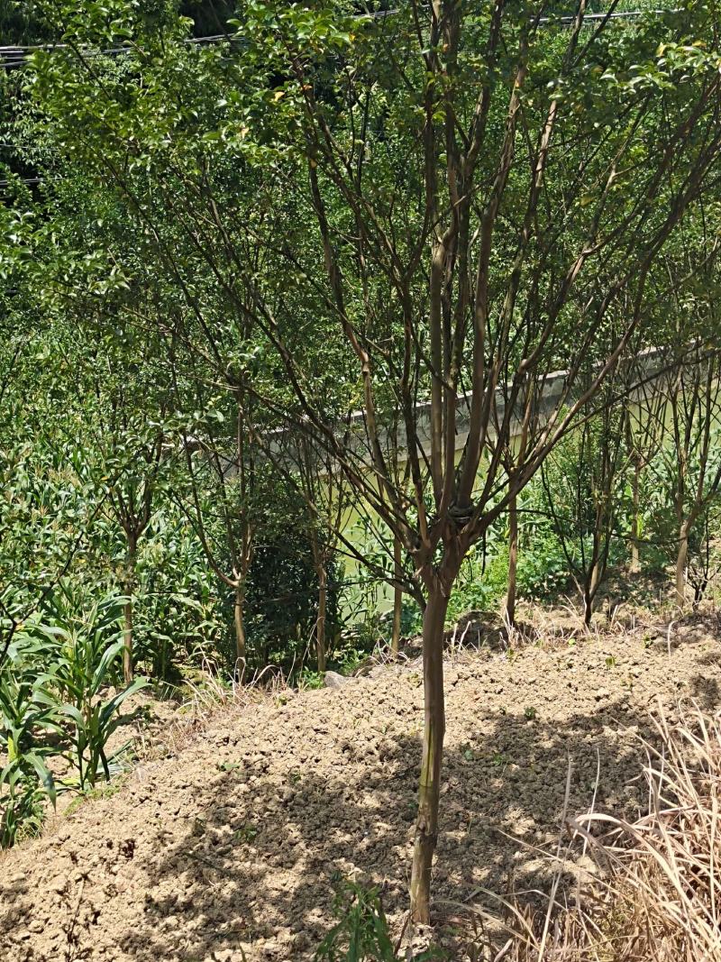 8公分精品紫薇，基地直销，树型优美，常年大量供应