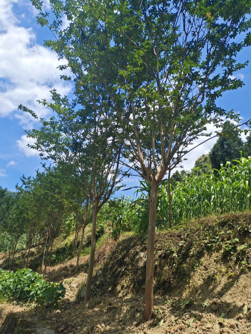 8公分精品紫薇，基地直销，树型优美，常年大量供应