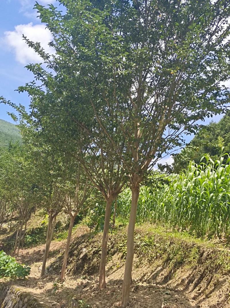 8公分精品紫薇，基地直销，树型优美，常年大量供应