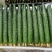 【实力商家】密刺黄瓜全年有货，量大从优，欢迎客商来电咨询