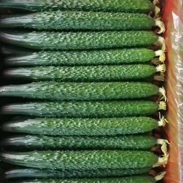 【实力商家】密刺黄瓜全年有货，量大从优，欢迎客商来电咨询