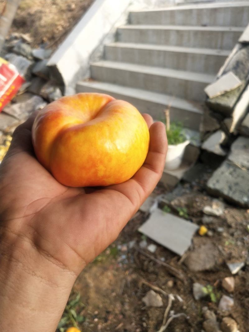 山东潍坊油潘九，油潘7-7油潘桃大量上市