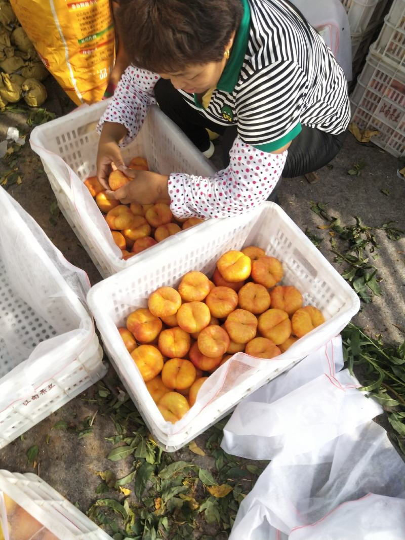 山东潍坊油潘九，油潘7-7油潘桃大量上市