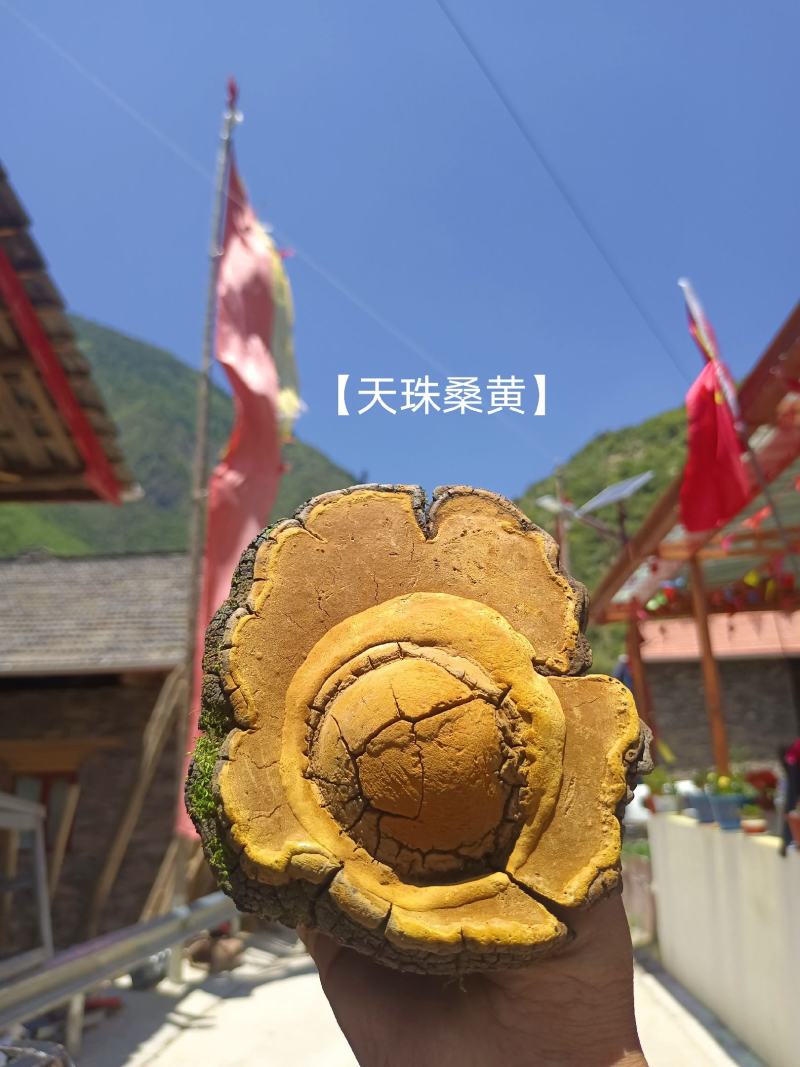 川西高原…供不应求的森林黄金