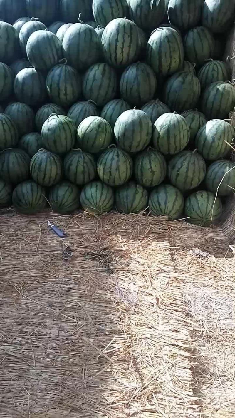 内蒙古赤峰西瓜大量上市需要的客户联系赤峰地区西瓜糖度高