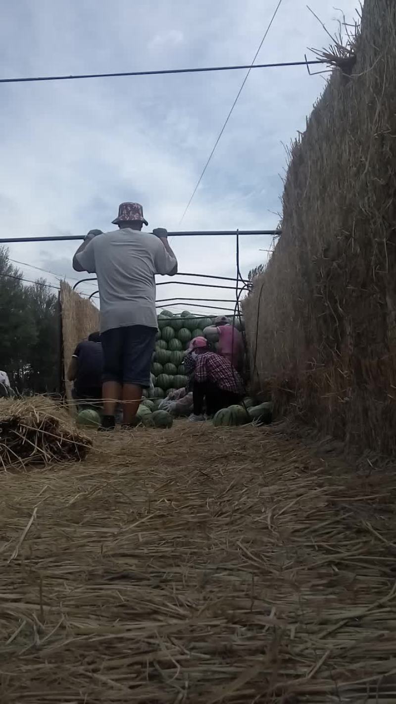 内蒙古赤峰西瓜大量上市需要的客户联系赤峰地区西瓜糖度高