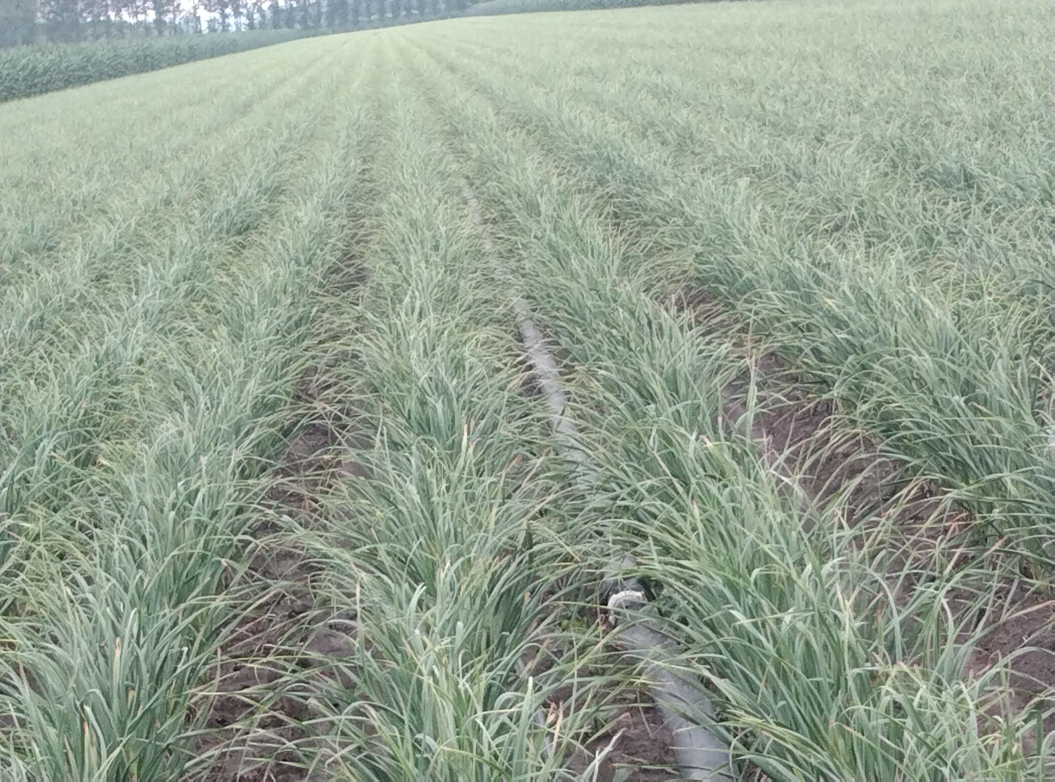 广西武鸣大蒜种植基地航拍图,展示大片整齐划一的蒜田 广西武鸣大蒜种植基地航拍图