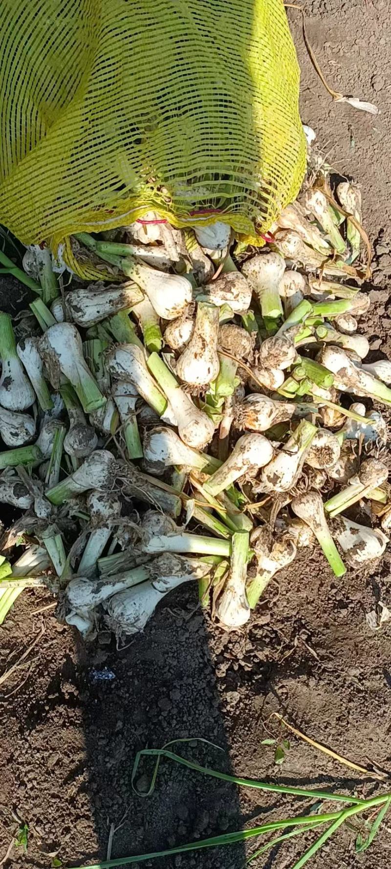 青蒜头大量上市产地直发欢迎采购价格美丽