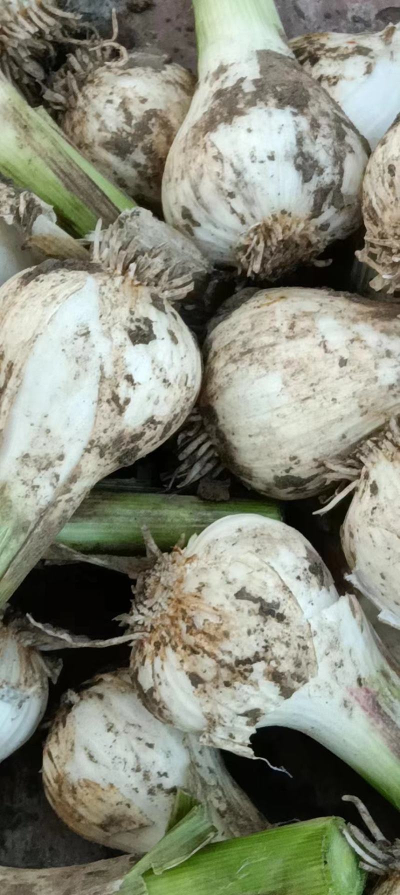 青蒜头大量上市产地直发欢迎采购价格美丽