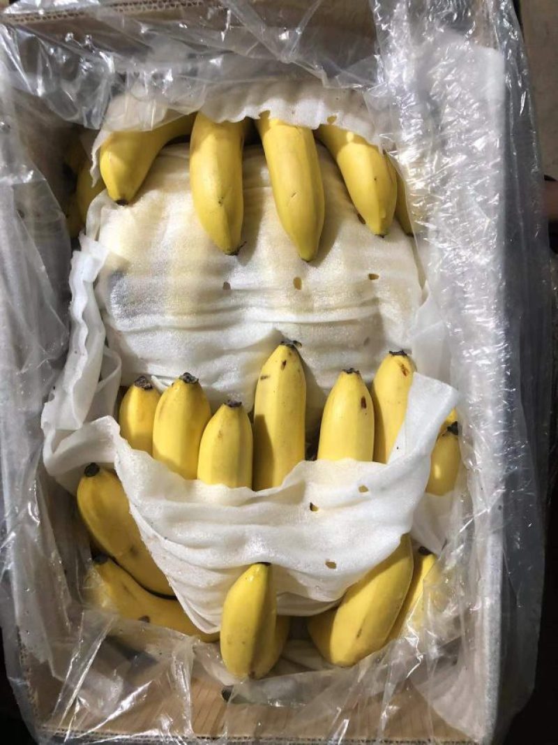 精品香蕉一手货源品质保证量大从优欢迎选购
