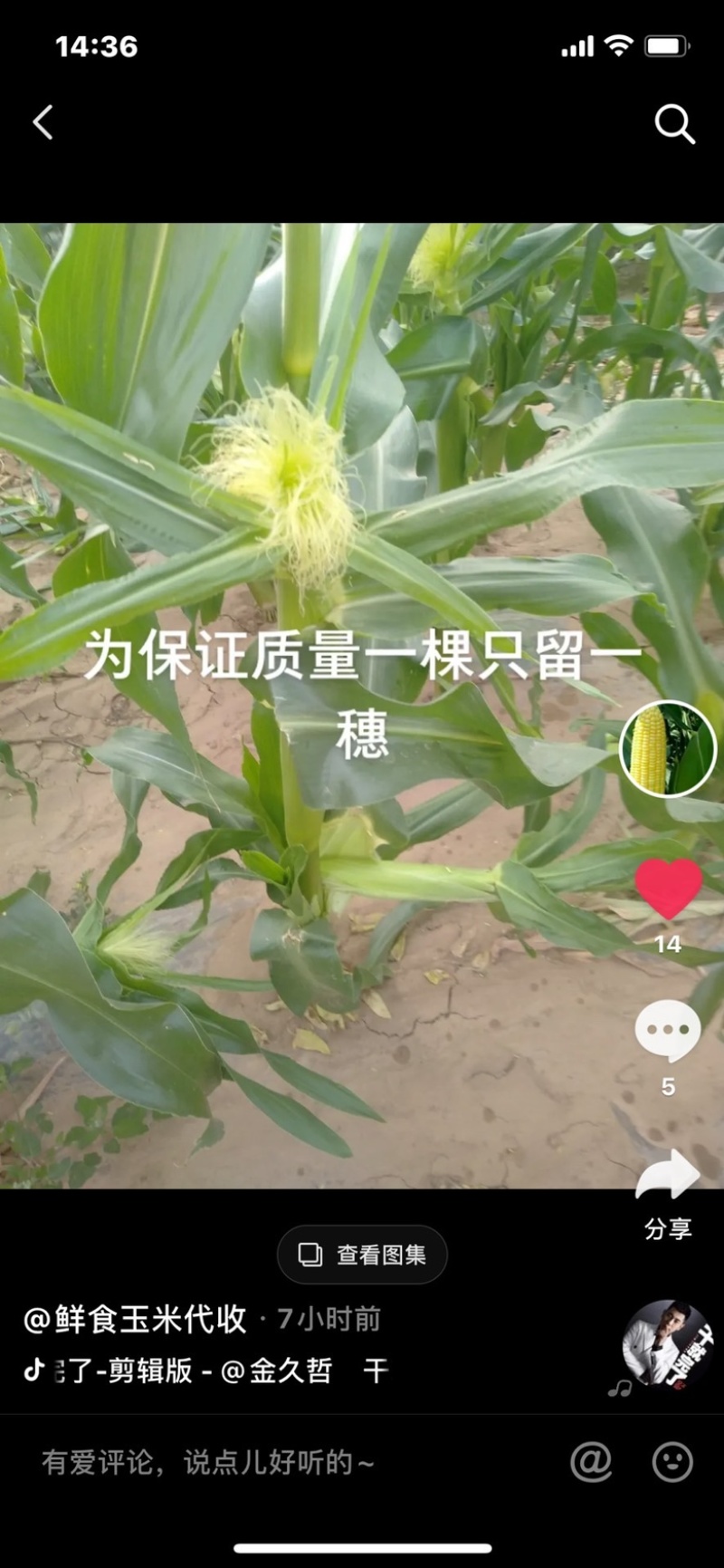 新款、玉米笋。