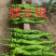 大果螺丝椒苗，高抗病，大果，螺旋度好，顺直，大果
