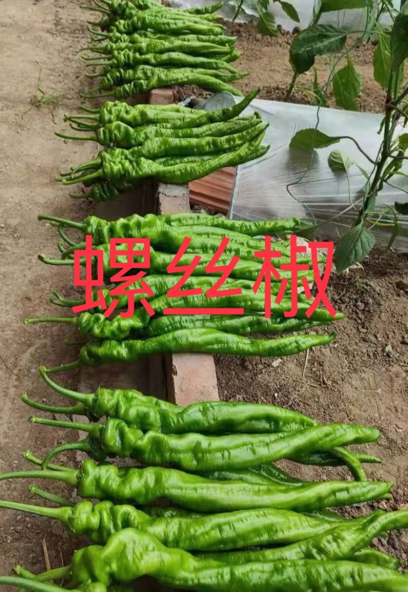 大果螺丝椒苗，高抗病，大果，螺旋度好，顺直，大果