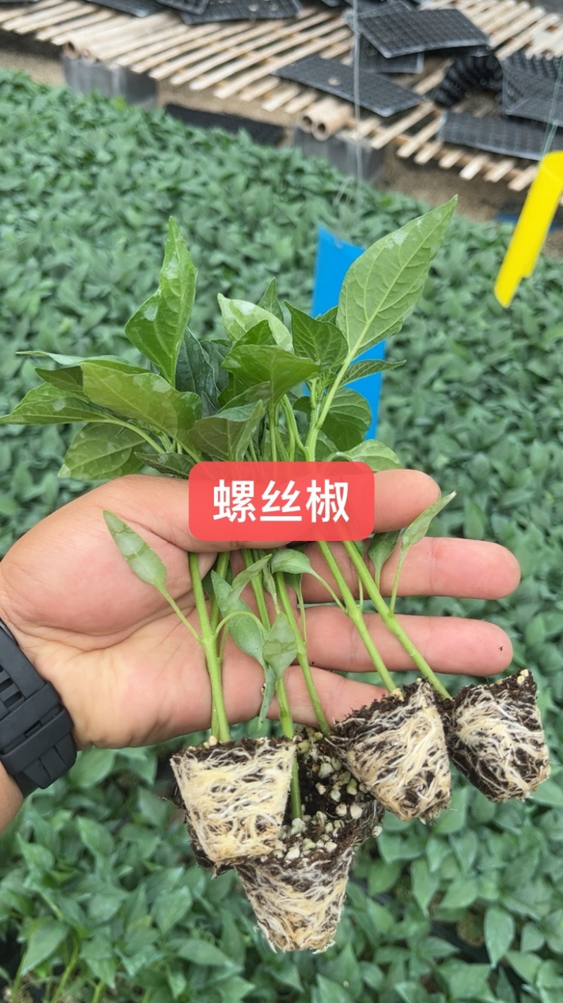 大果螺丝椒苗，高抗病，大果，螺旋度好，顺直，大果