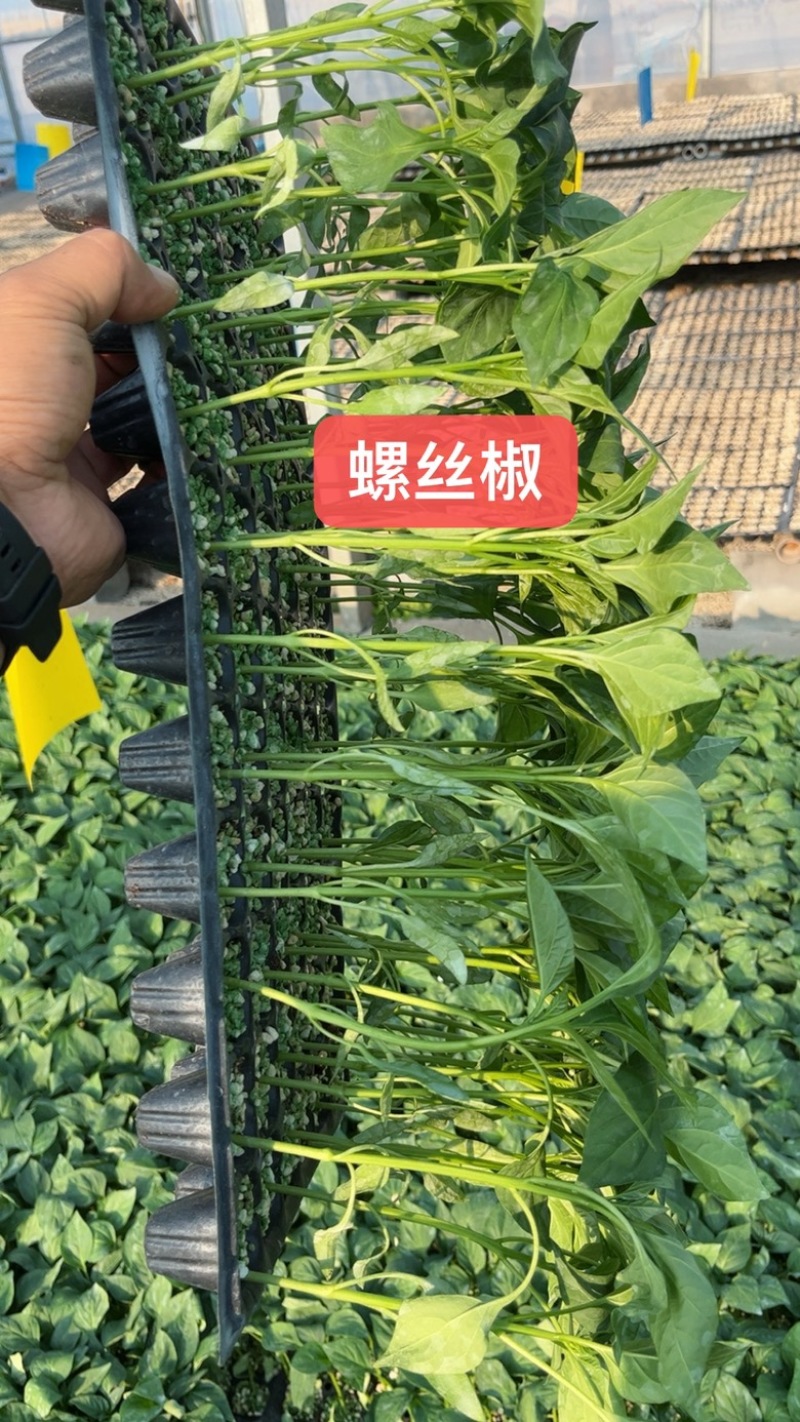 大果螺丝椒苗，高抗病，大果，螺旋度好，顺直，大果