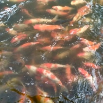 锦鲤,红白锦鲤，血统锦鲤锦鲤活鱼观赏鱼锦鲤活物风水鱼冷自