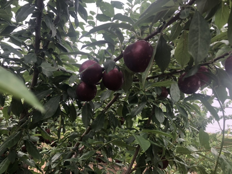 小宝石李子大量上市