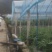 高山番茄