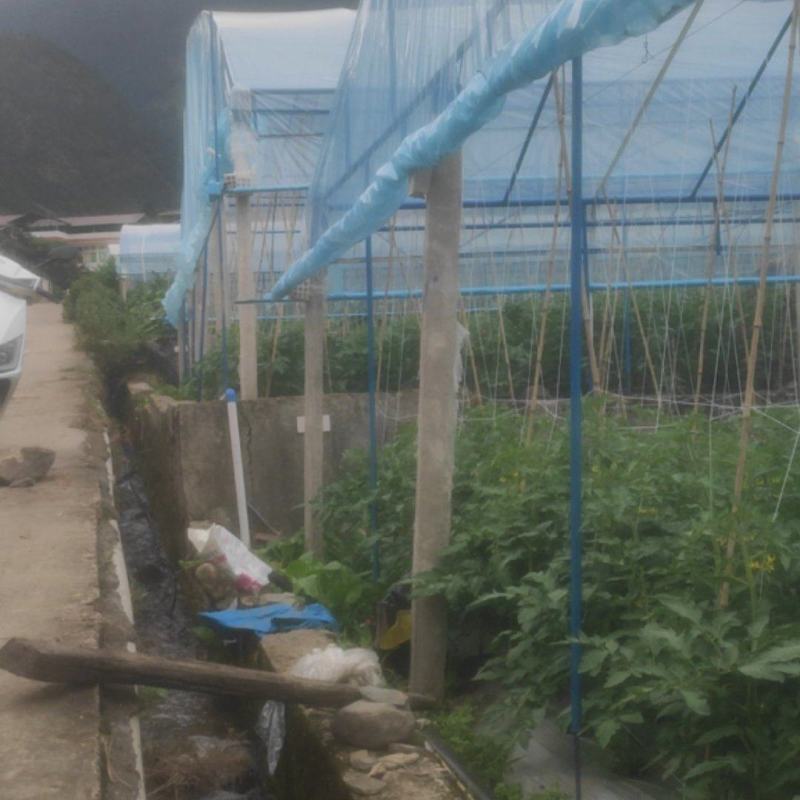 高山番茄
