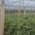 高山番茄