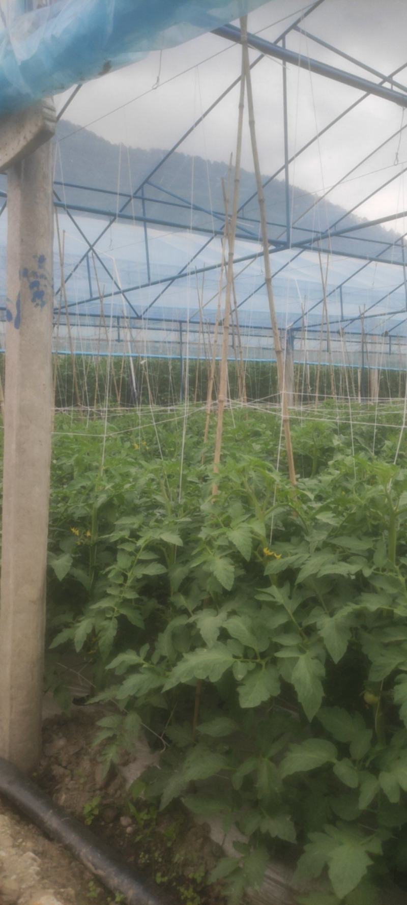 高山番茄