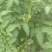 高山番茄