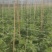 高山番茄