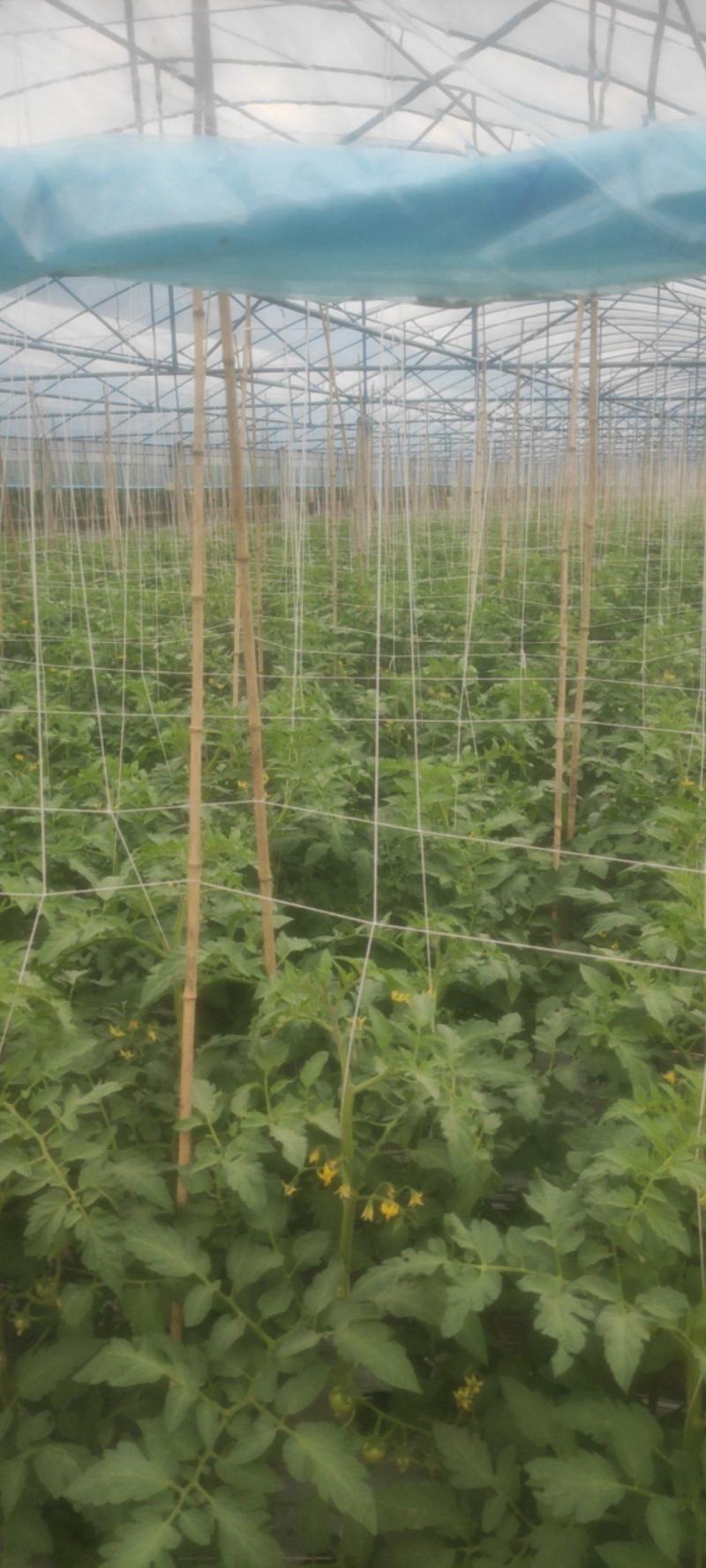 高山番茄