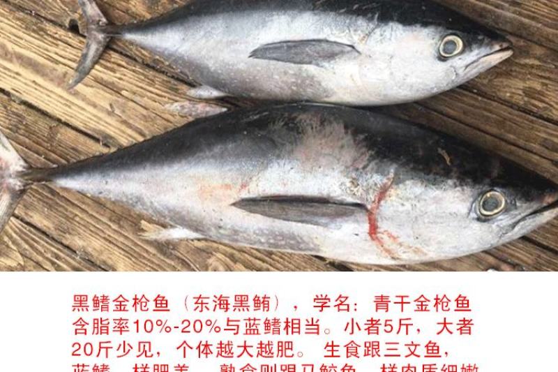 新品批发深海金枪鱼刺身整条海鲜海鱼新鲜黄鳍大目金枪生鱼片