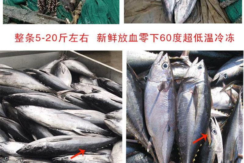 新品批发深海金枪鱼刺身整条海鲜海鱼新鲜黄鳍大目金枪生鱼片