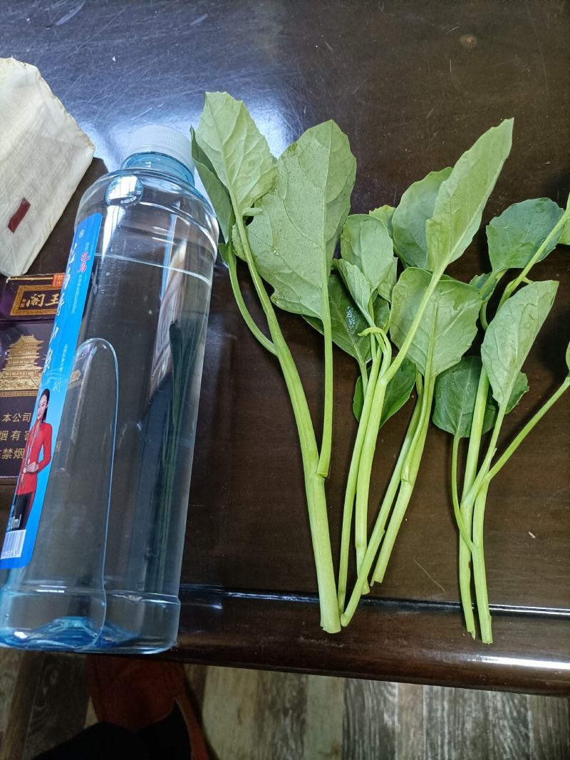 江西南昌常年供应芥兰苗