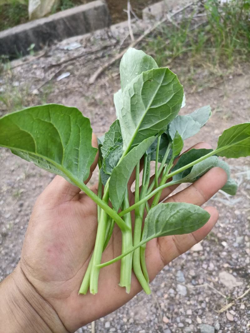 江西南昌常年供应芥兰苗