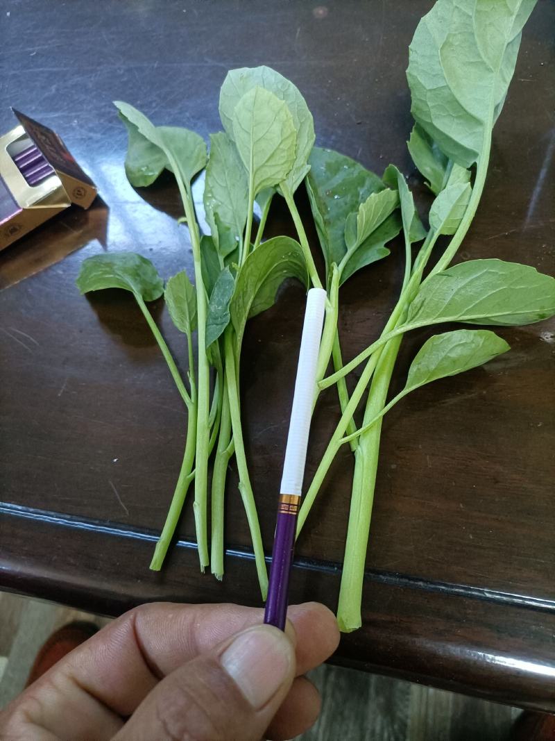 江西南昌常年供应芥兰苗